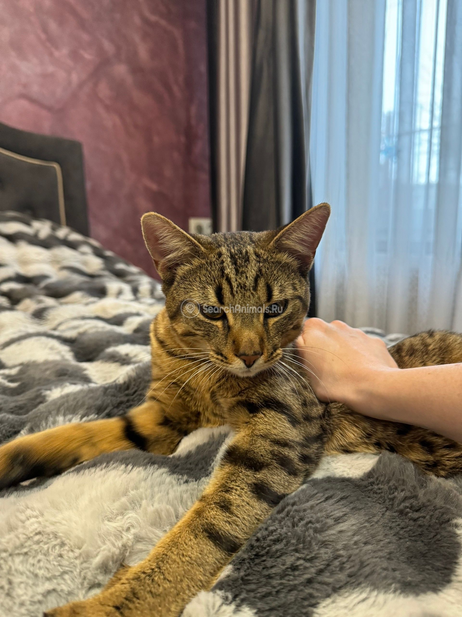 Найден кот, Челябинск